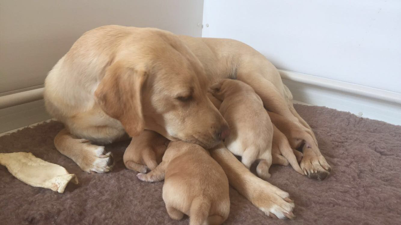 Overthwarts Swarland with labrador puppies
